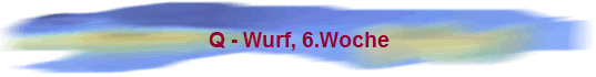 Q - Wurf, 6.Woche